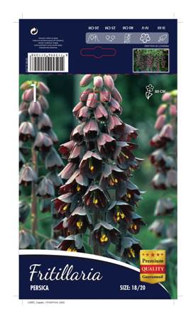 Фритилария Persica (черна)